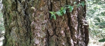 Pseudotsuga taxifolia