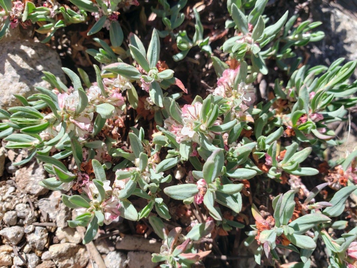 Polygonum shastense