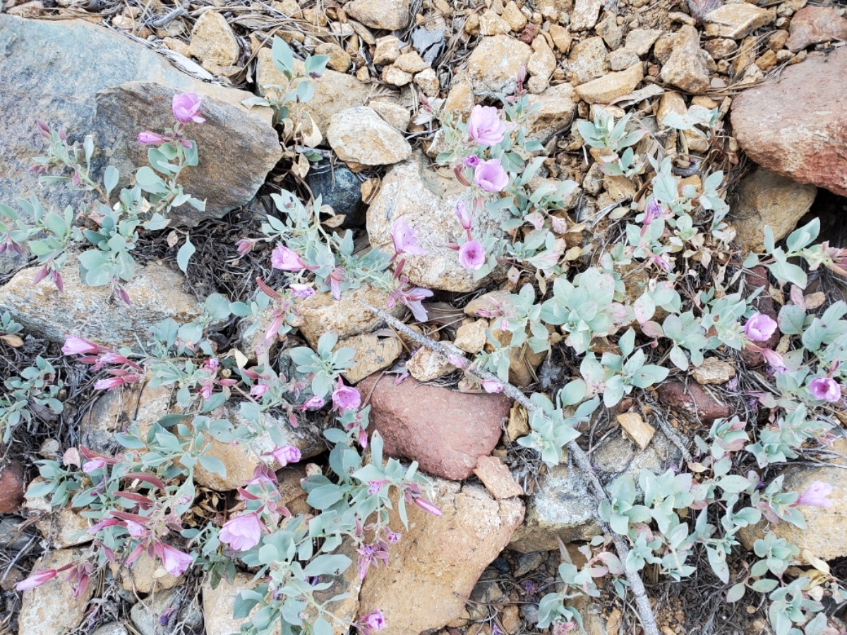 Epilobium rigidum