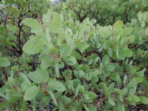 Arctostaphylos canescens