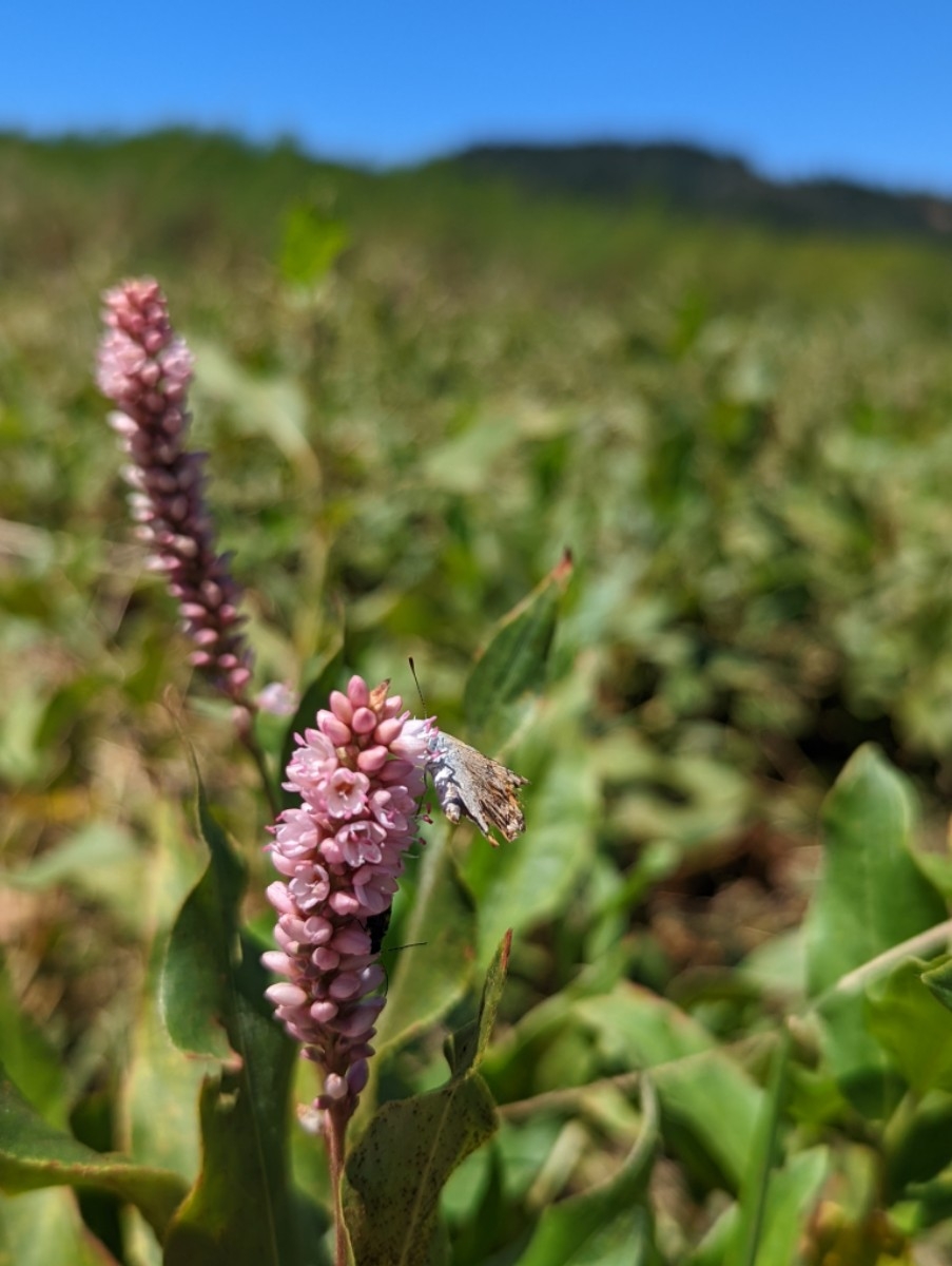 Persicaria amphibia