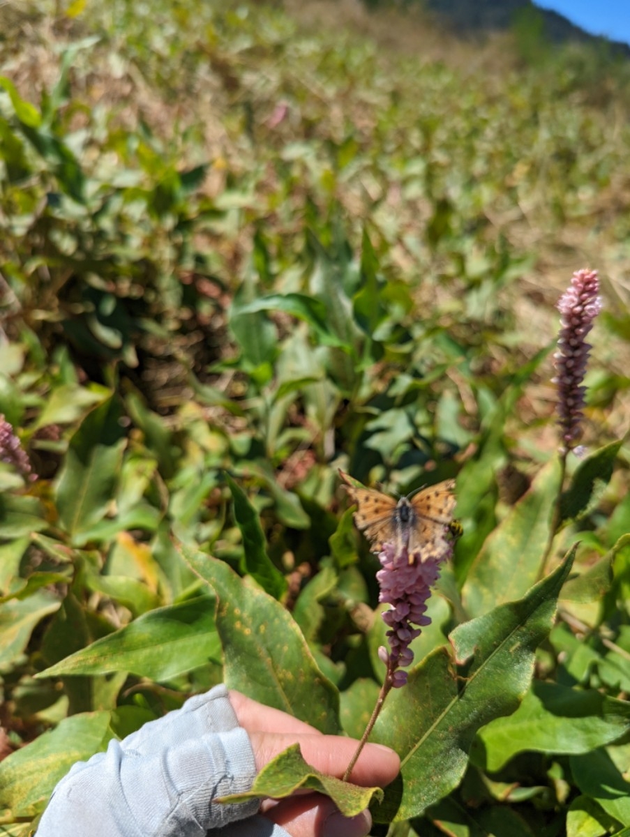 Persicaria amphibia