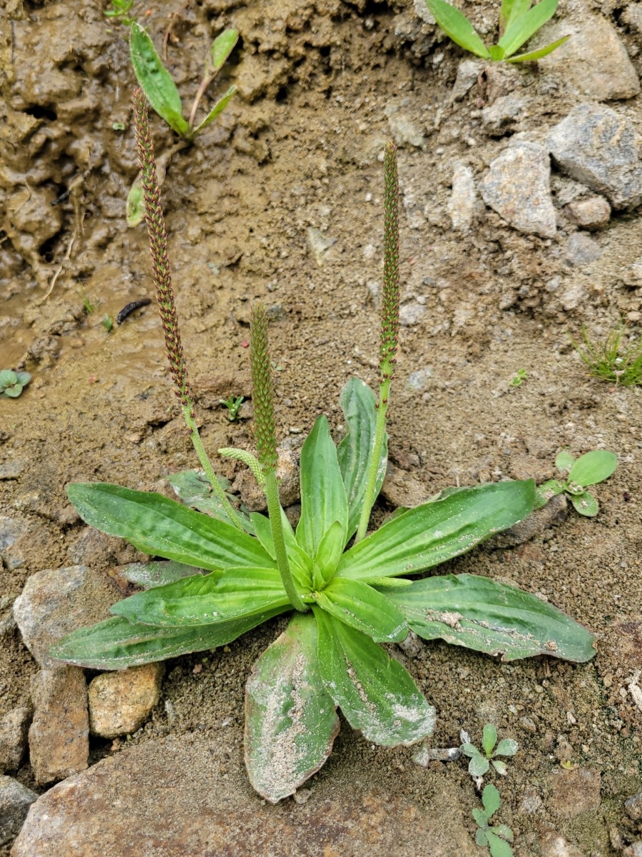 Plantago subnuda