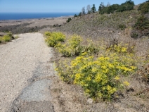 Foeniculum vulgare