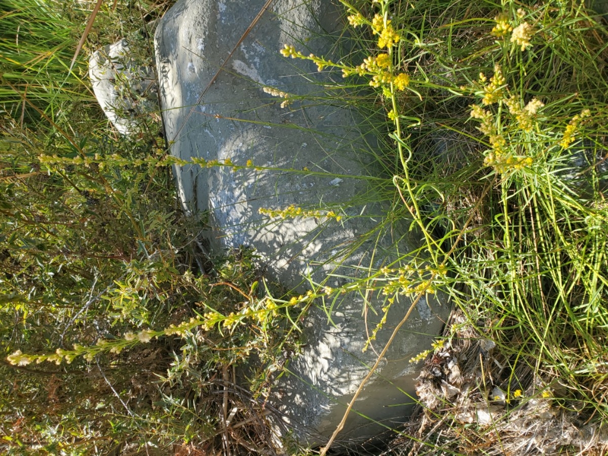 Solidago confinis