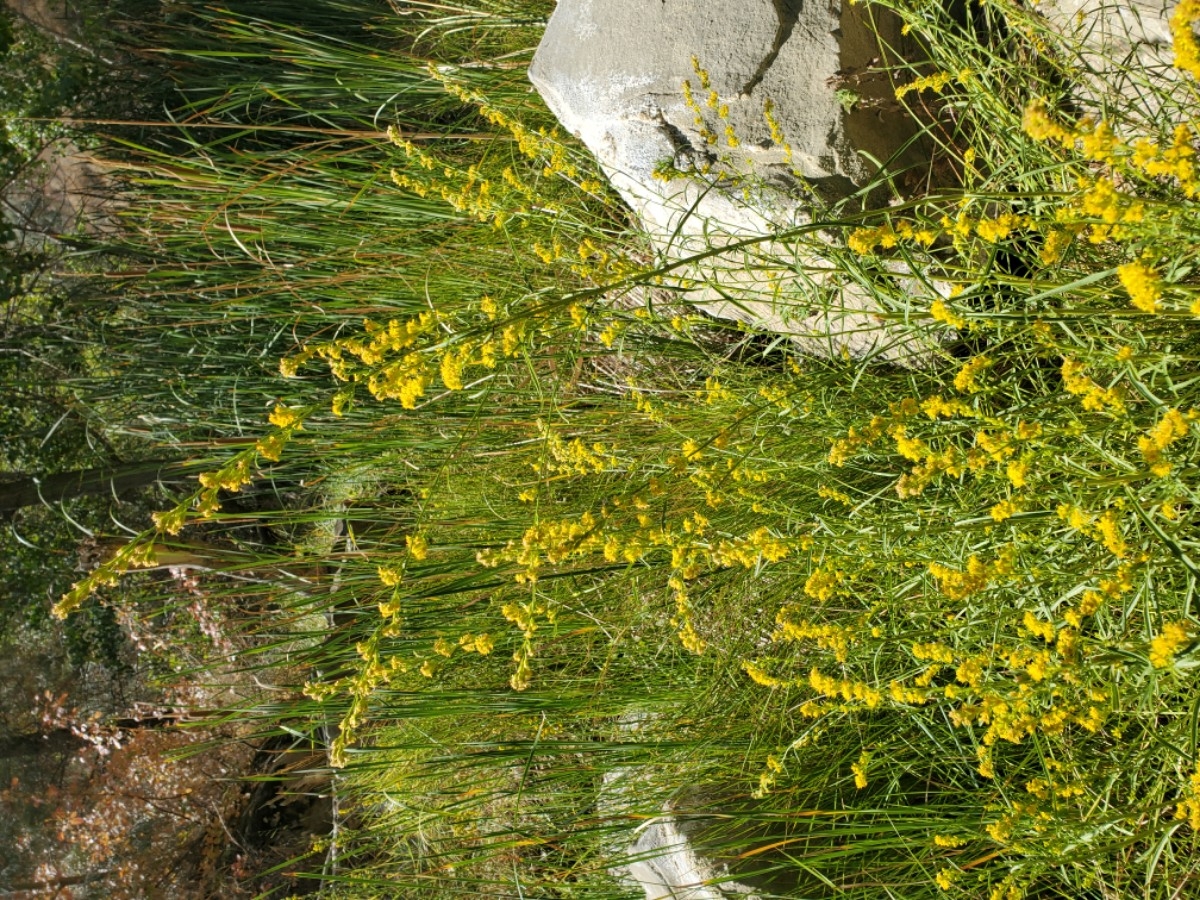 Solidago confinis