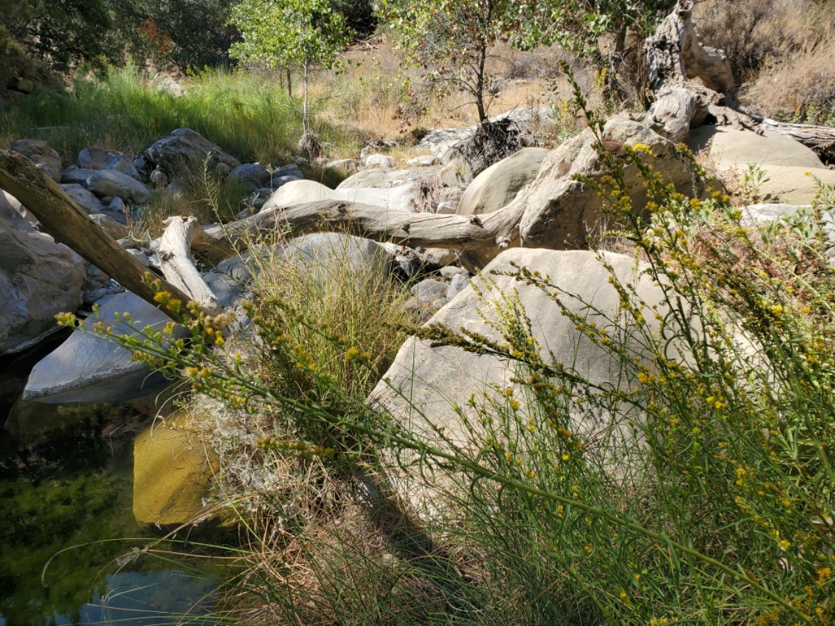 Solidago confinis