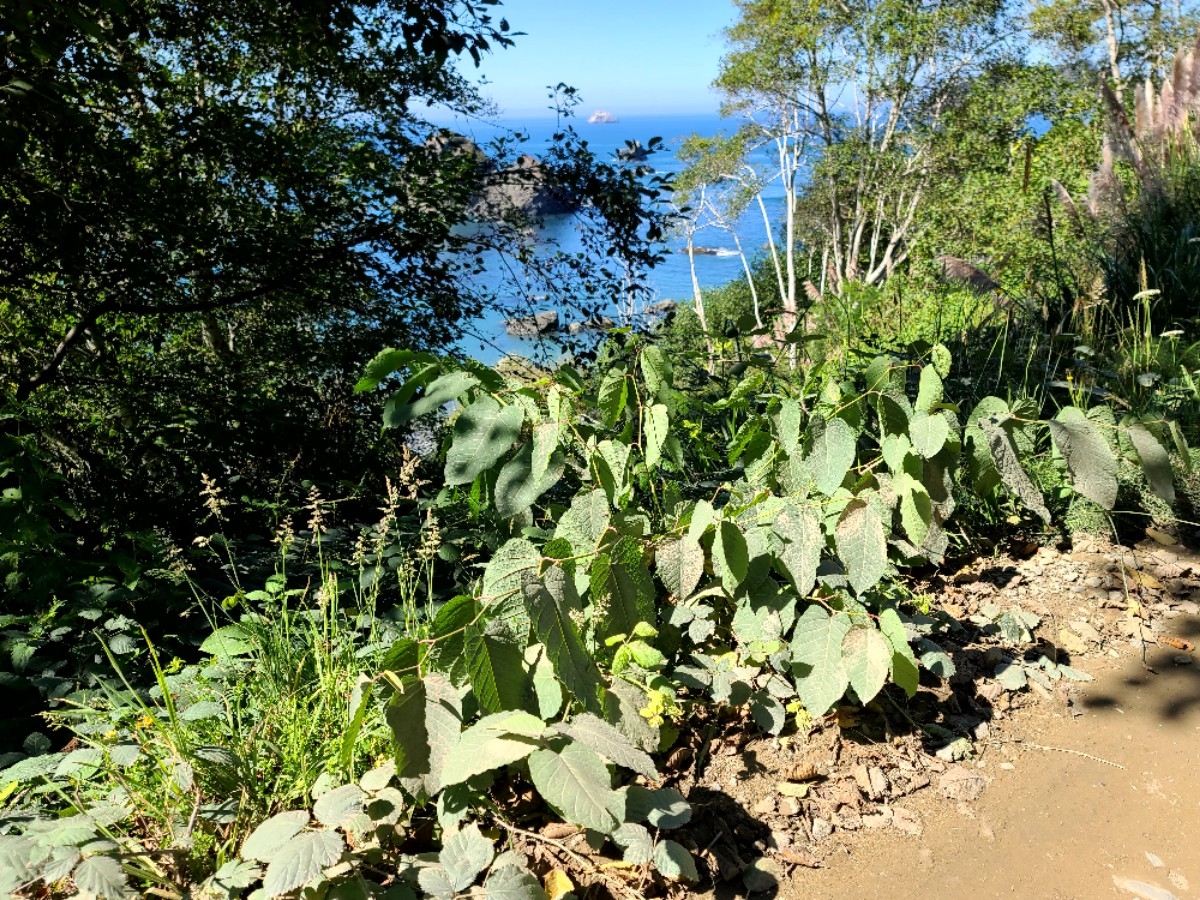 Fallopia sachalinensis