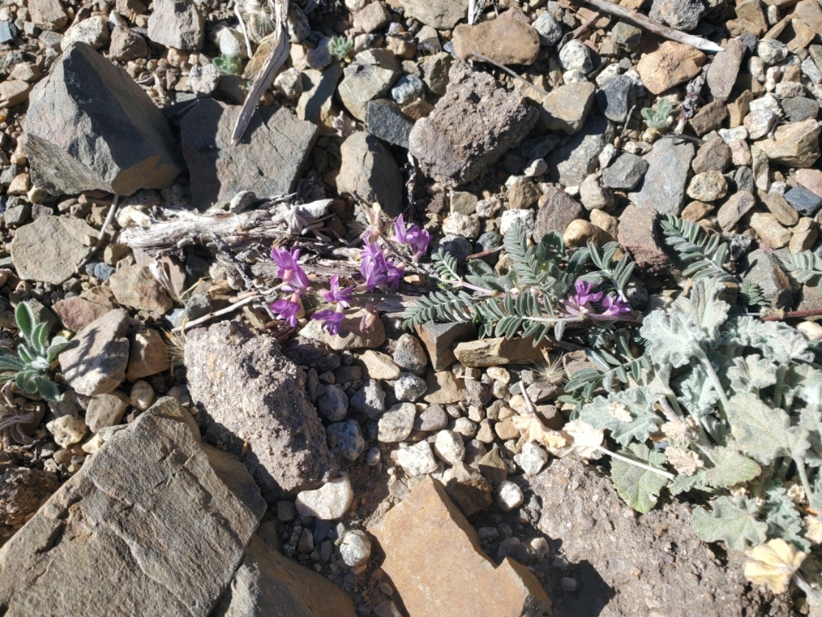 Astragalus inyoensis