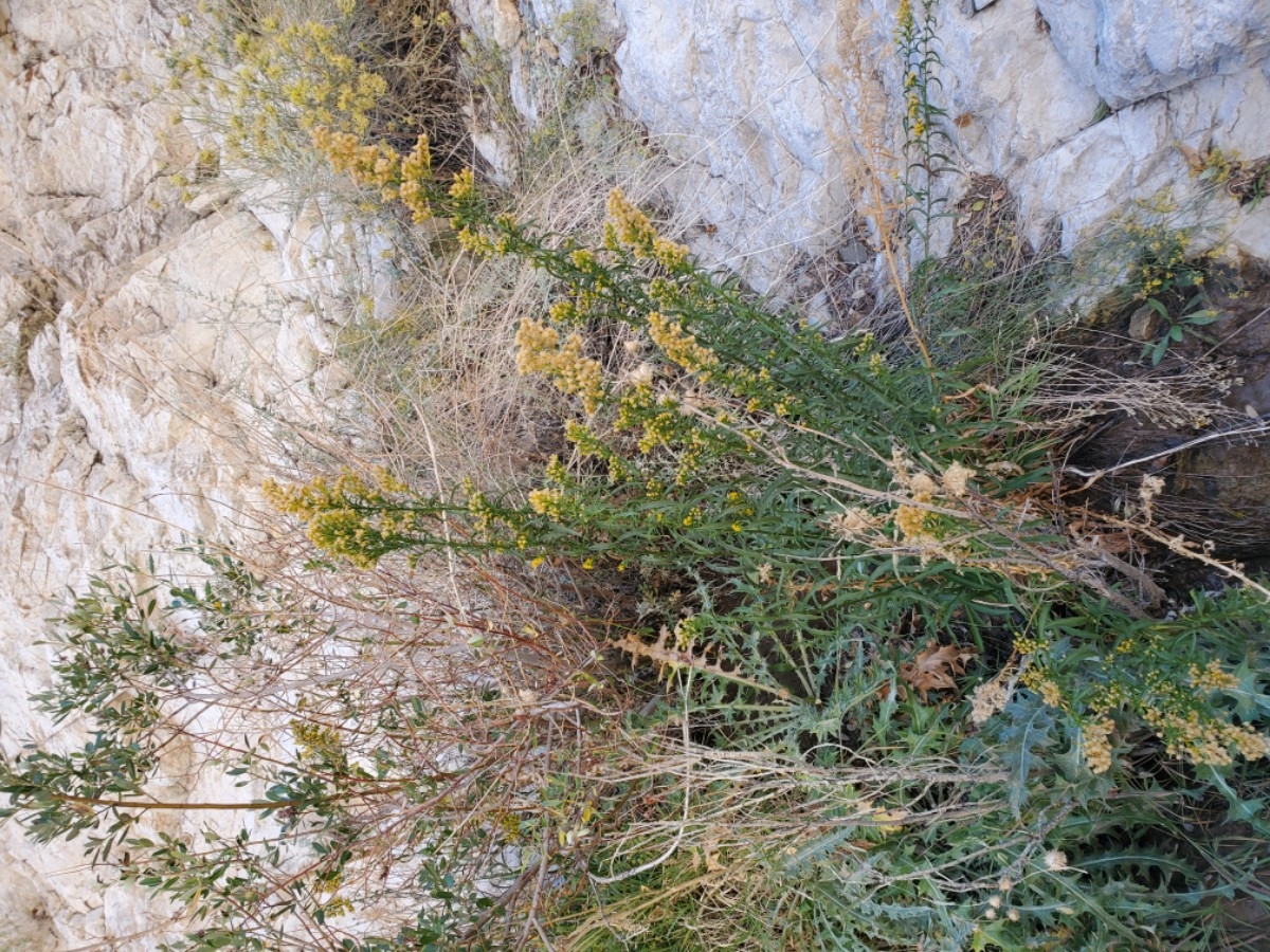 Solidago spectabilis