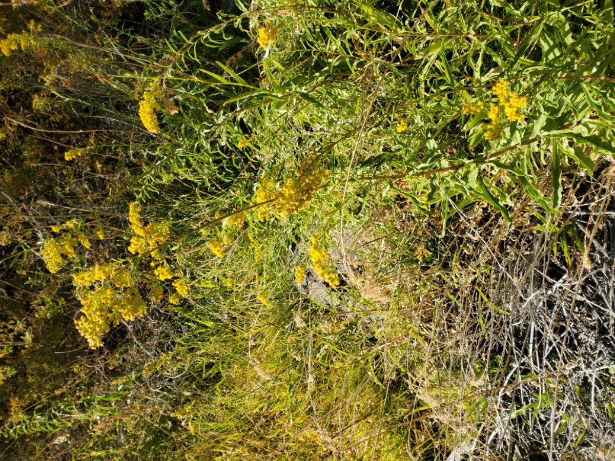 Solidago spectabilis