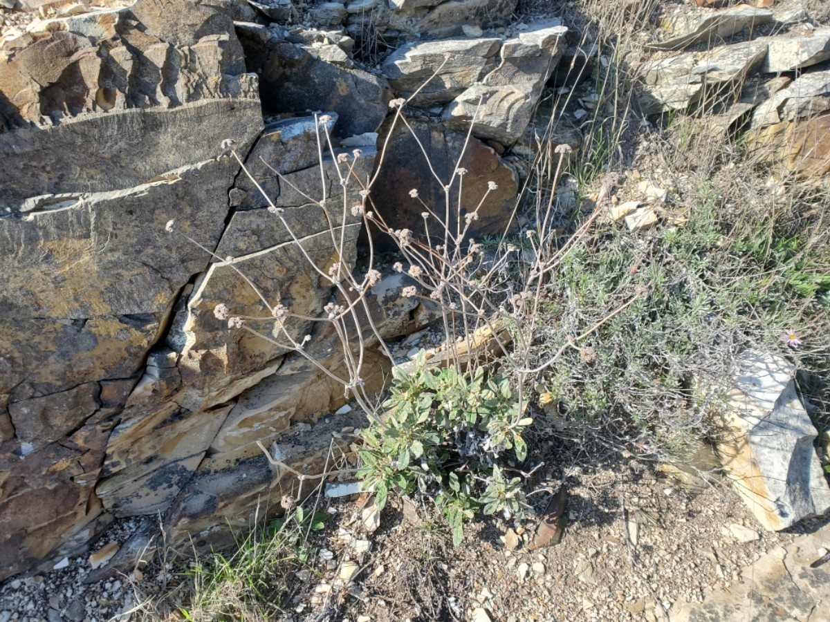 Eriogonum latifolium