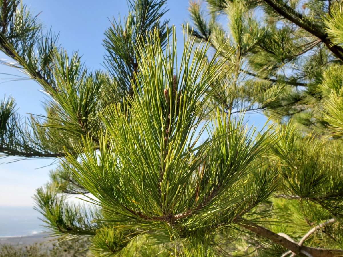 Pinus radiata