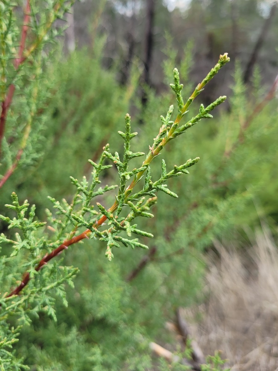 Hesperocyparis sargentii