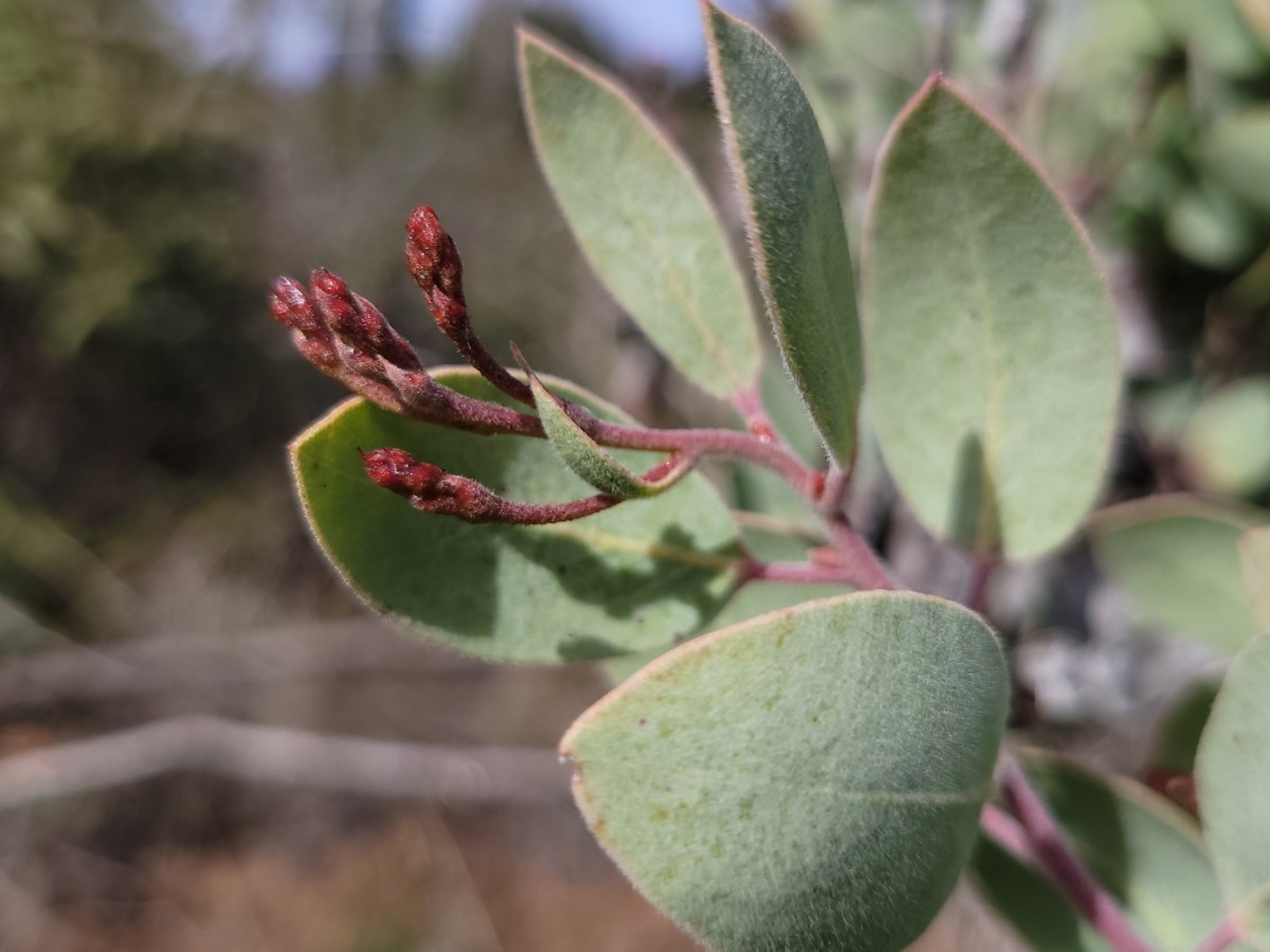 Arctostaphylos viscida ssp. pulchella