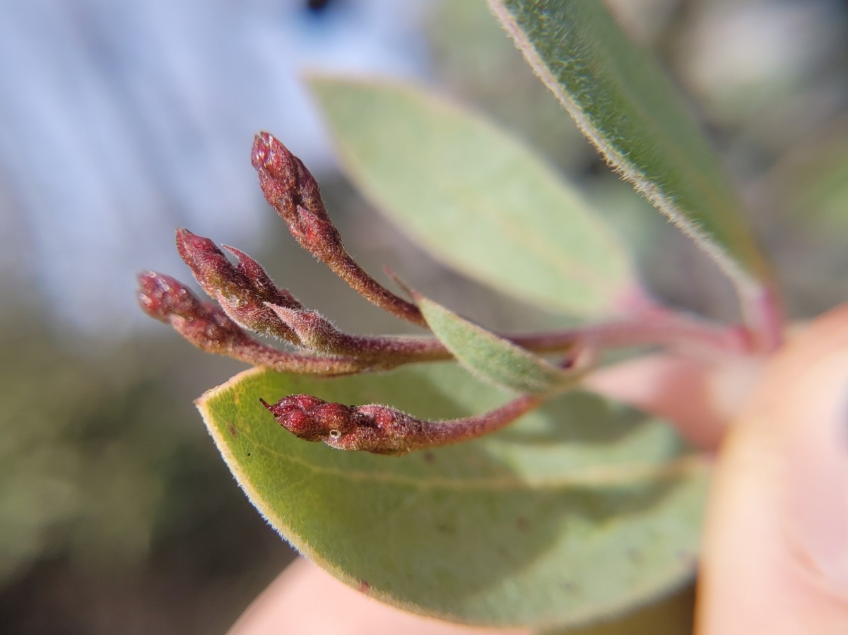 Arctostaphylos viscida ssp. pulchella