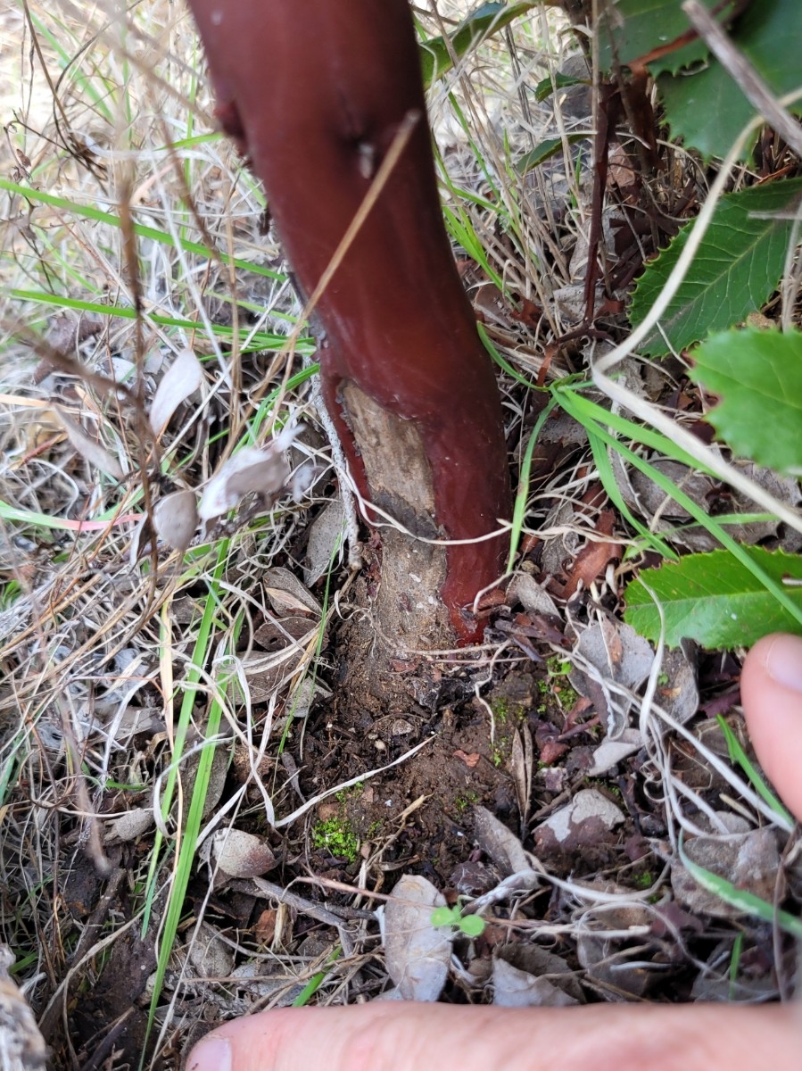 Arctostaphylos viscida ssp. pulchella