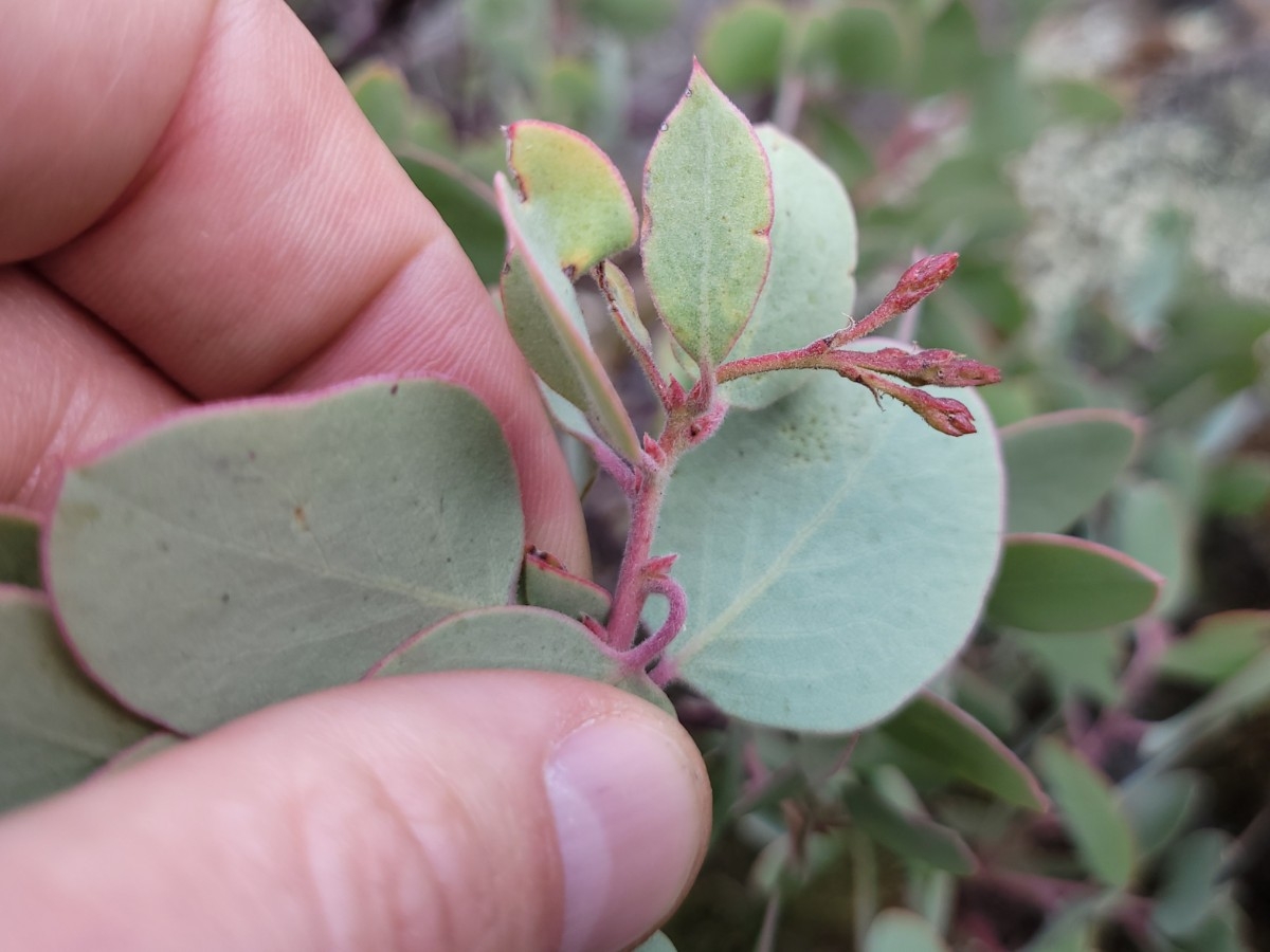 Arctostaphylos viscida ssp. pulchella