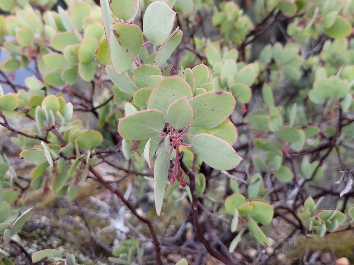 Arctostaphylos viscida ssp. pulchella