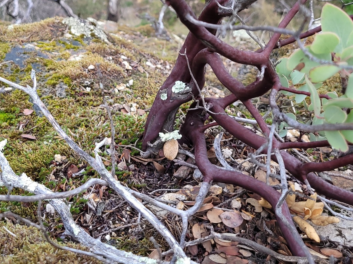 Arctostaphylos viscida ssp. pulchella