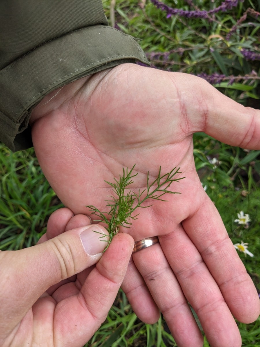 Tripleurospermum inodorum