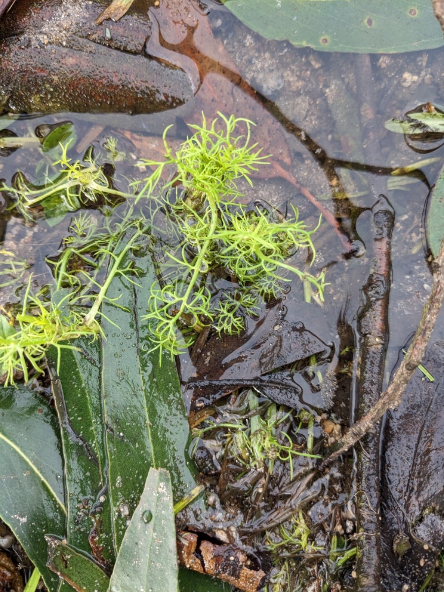 Tripleurospermum inodorum