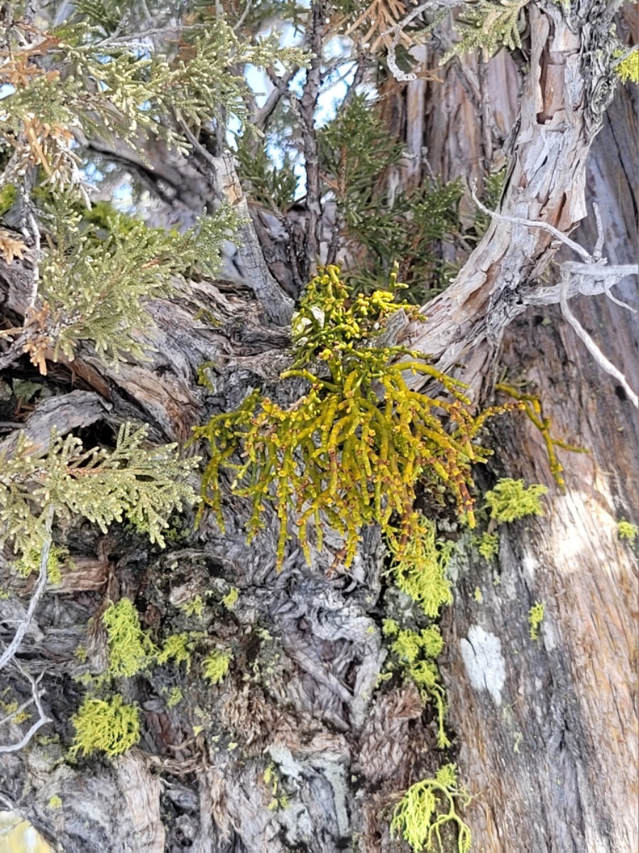 Phoradendron juniperinum