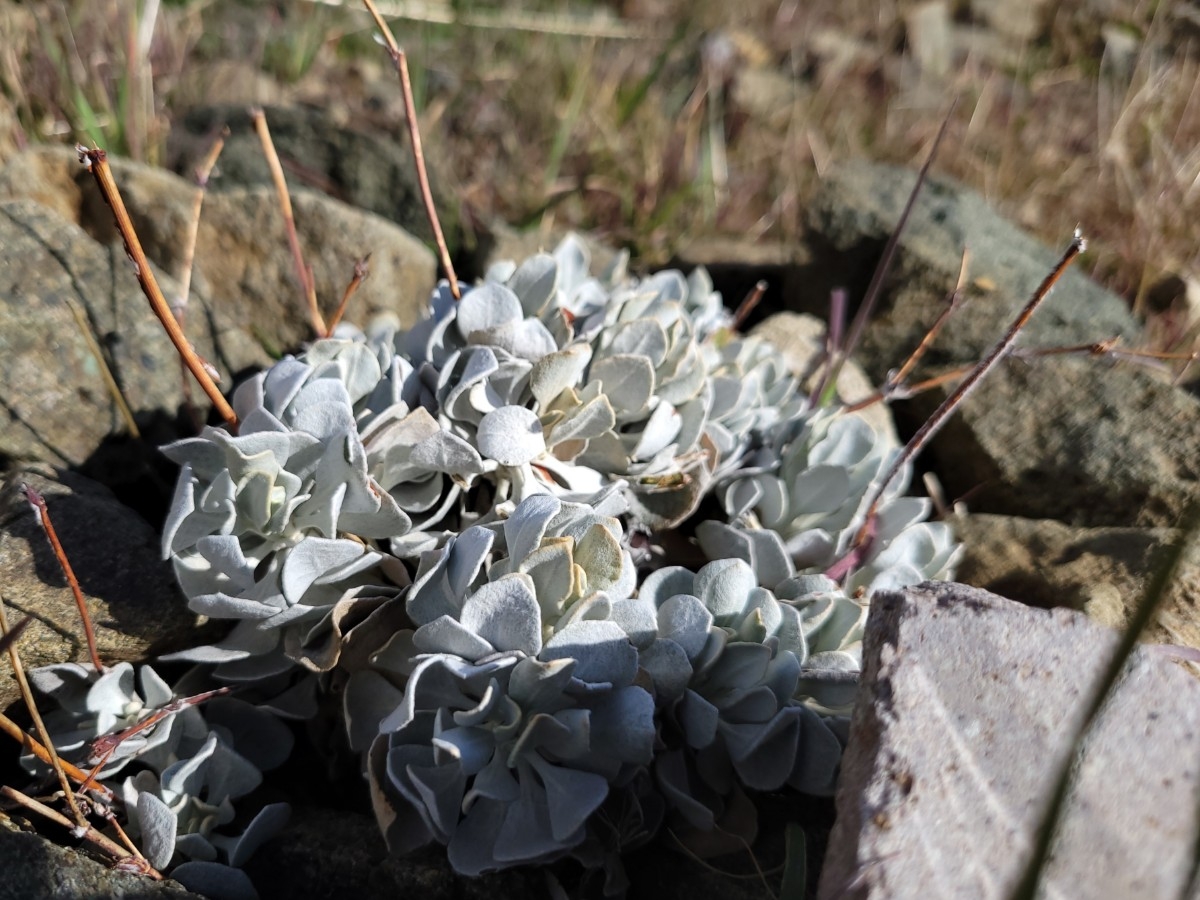 Eriogonum saxatile