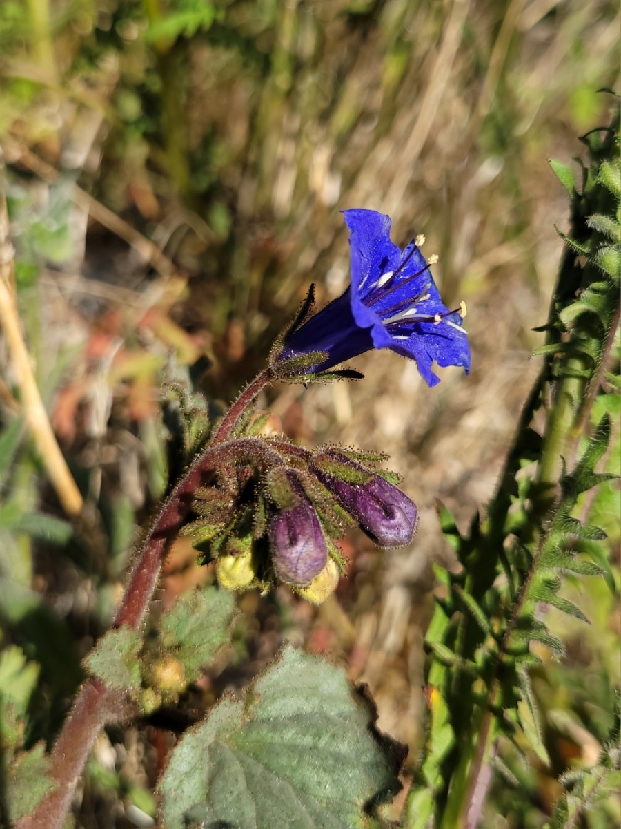 Phacelia campanularia var. vasiformis