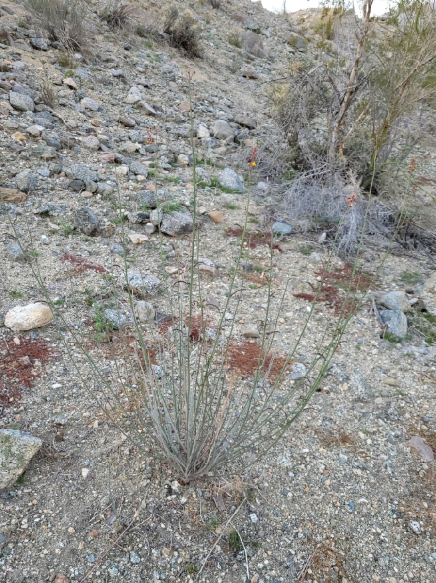 Hoffmannseggia microphylla