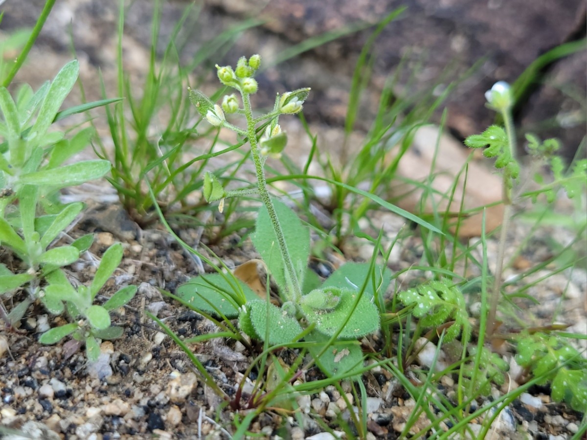 Draba cuneifolia