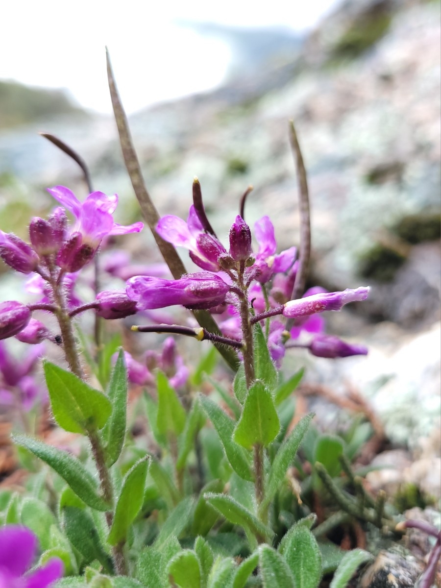 Boechera breweri ssp. breweri