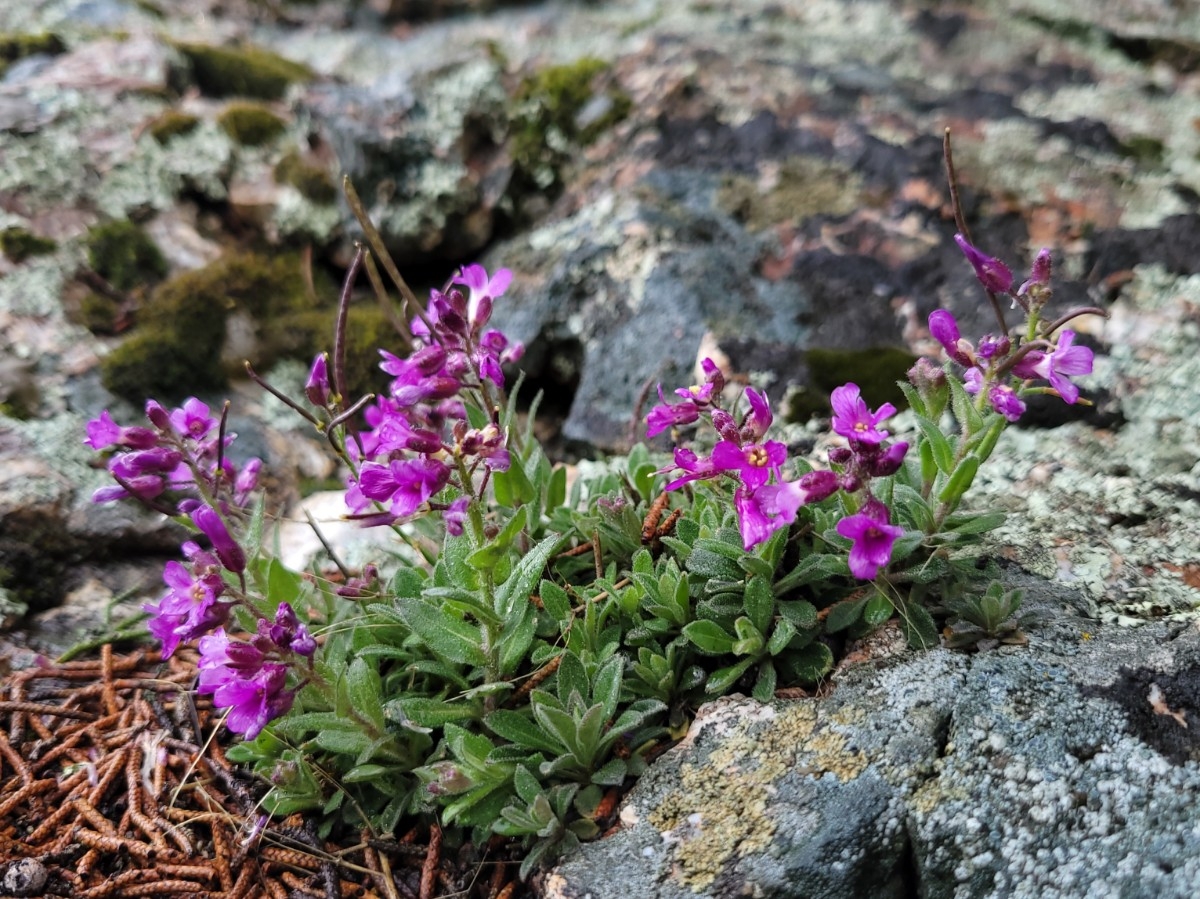 Boechera breweri ssp. breweri