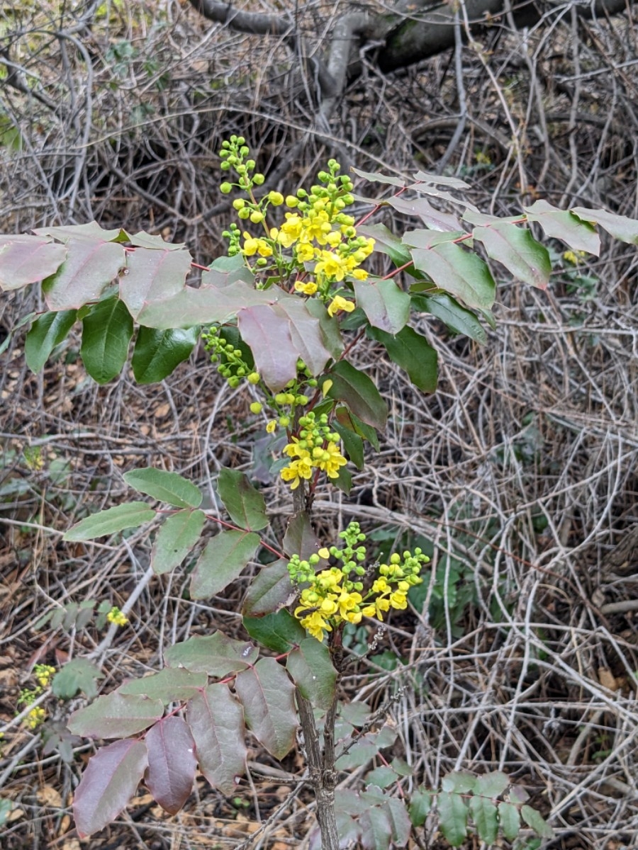 Berberis aquifolium