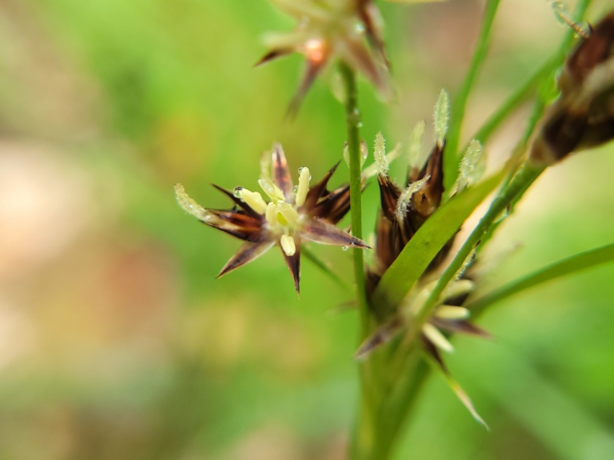 Luzula macrantha