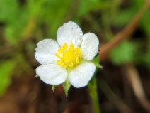 Fragaria vesca