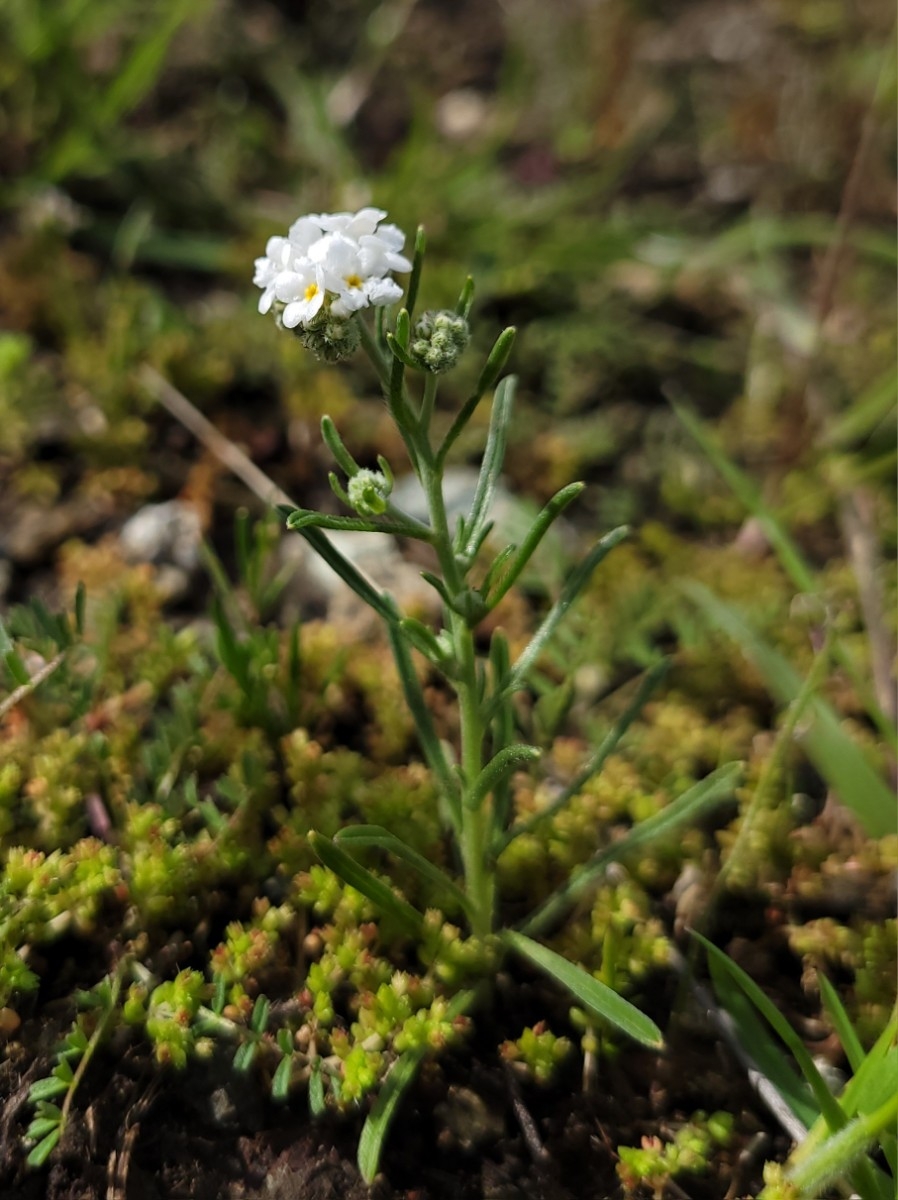 Cryptantha flaccida