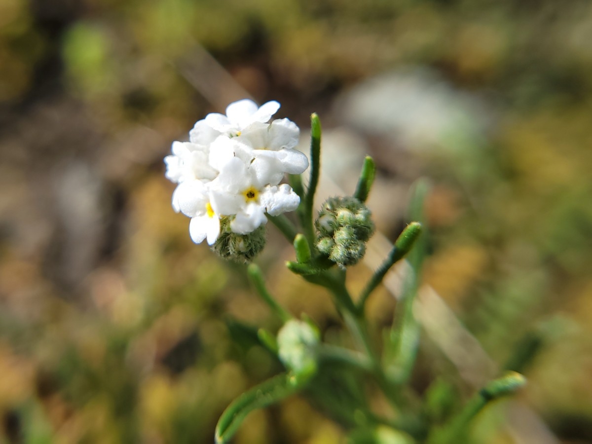 Cryptantha flaccida