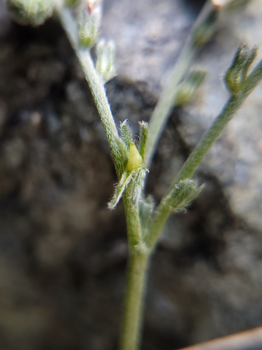 Cryptantha flaccida