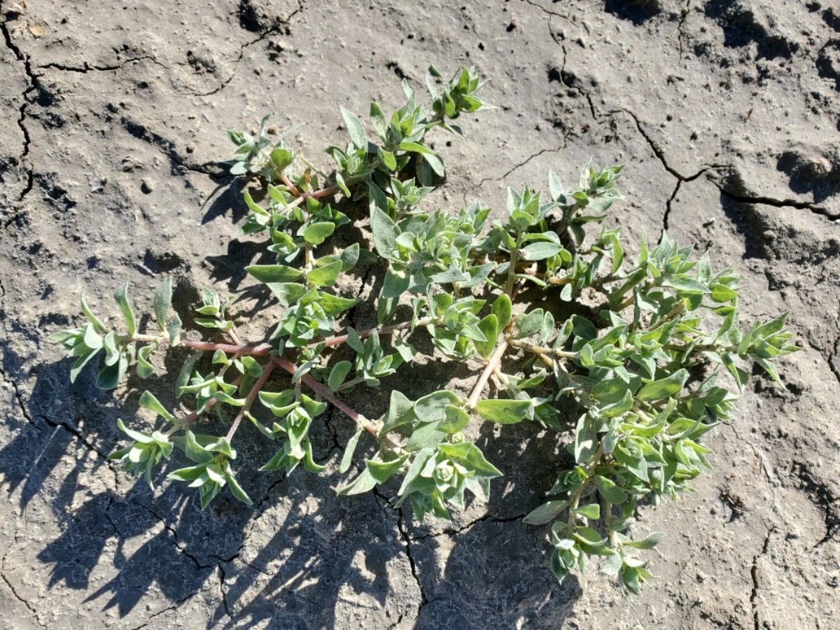 Atriplex gypsophila