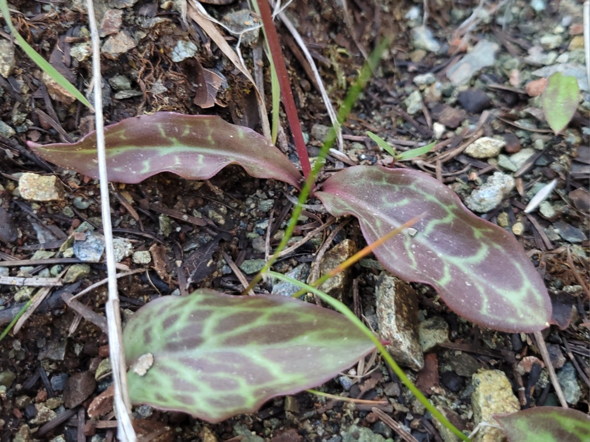 Erythronium helenae