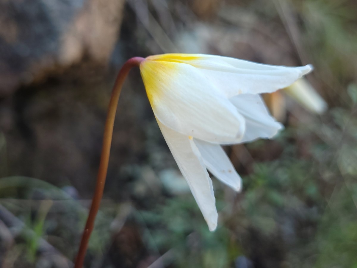 Erythronium helenae