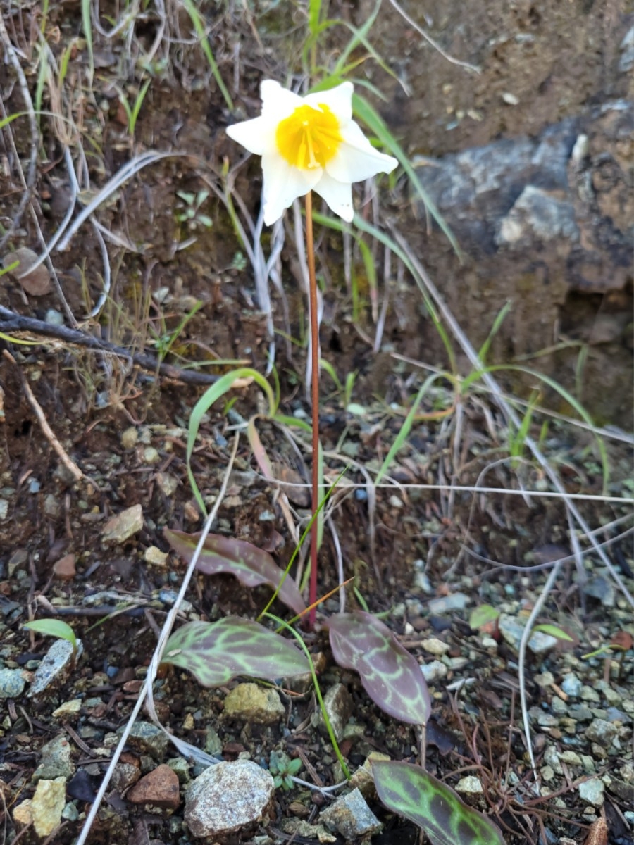 Erythronium helenae