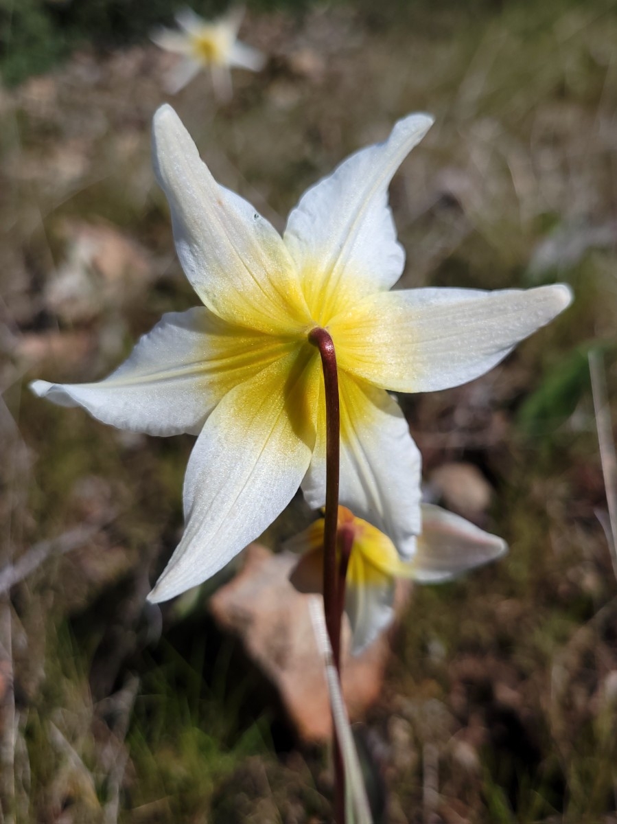 Erythronium helenae