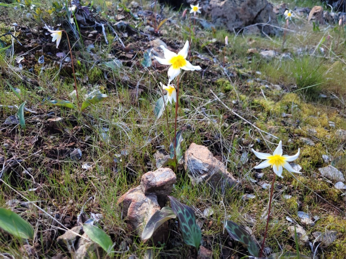 Erythronium helenae