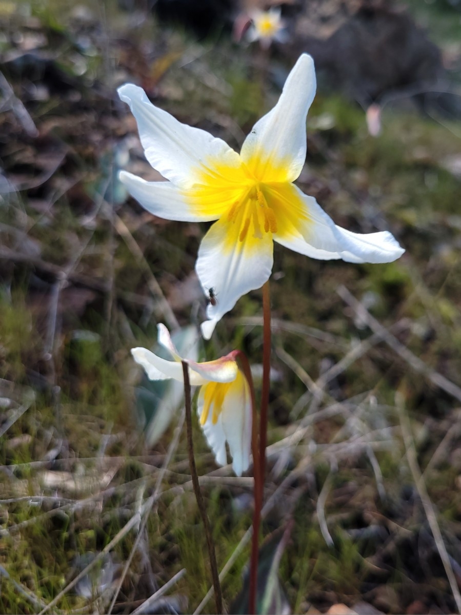 Erythronium helenae