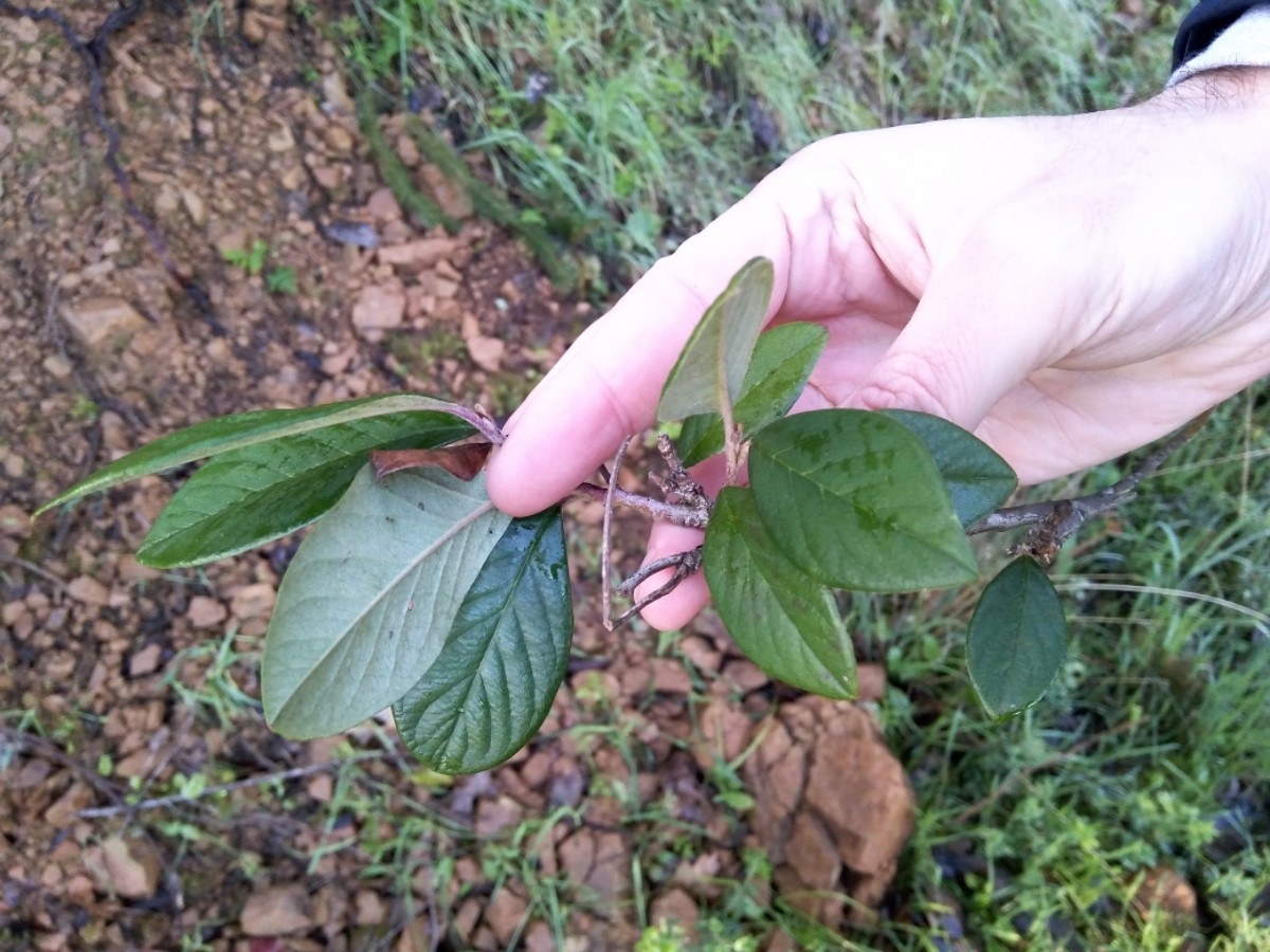 Cotoneaster lacteus