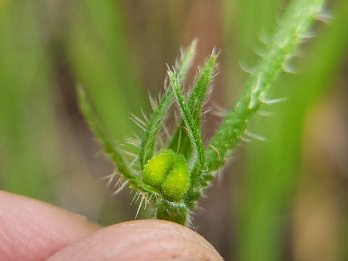 Amsinckia eastwoodiae