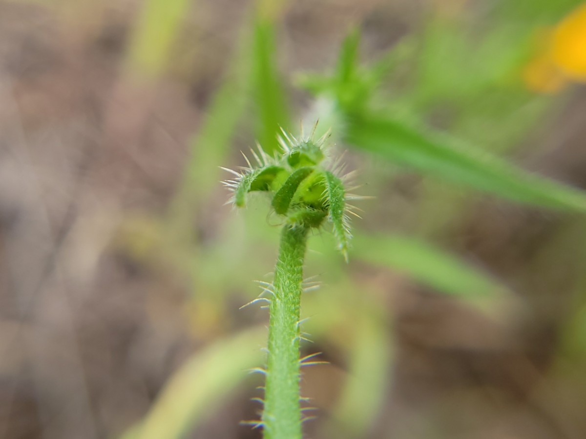 Amsinckia eastwoodiae