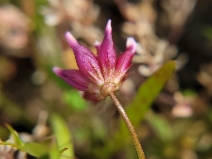 Trifolium depauperatum var. depauperatum